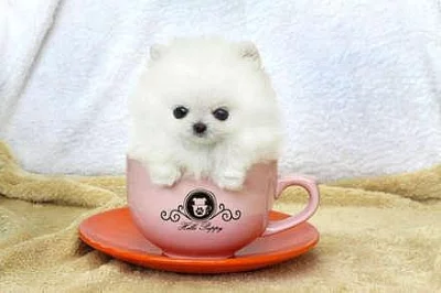 Okouzlující šálek pomeranian, Štěňata na prodej