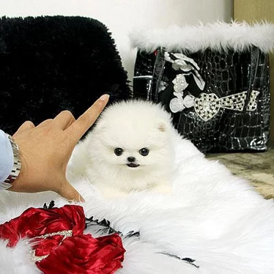 Hračka tvář vyhlížející šálek pomeranian, Štěňata na prodej