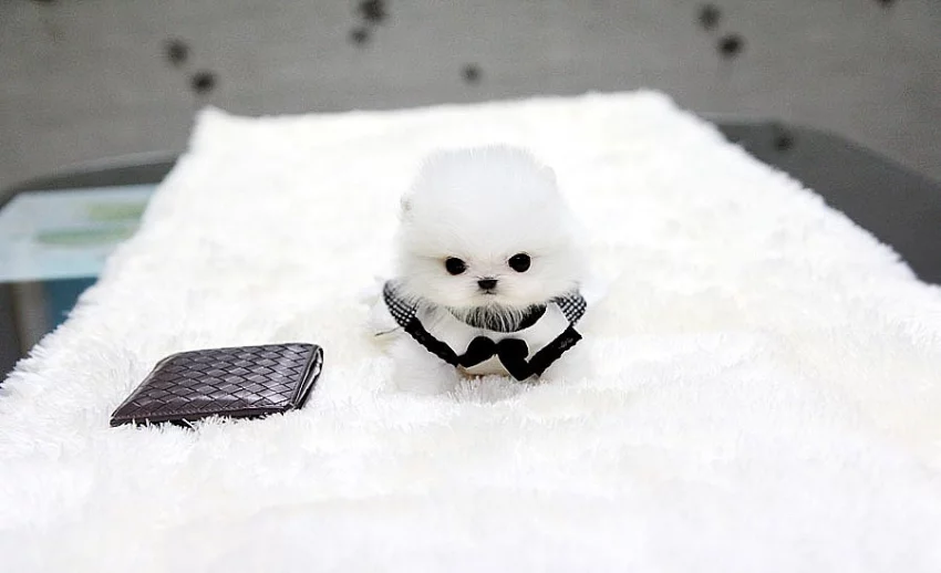Inteligentní šálek Pomeranian Puppies na prodej