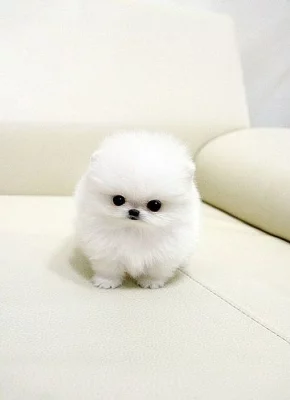 Milující šálek pomeranian, Štěňata na prodej