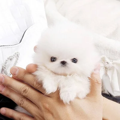 Vynikající šálek pomeranian, Štěňata na prodej