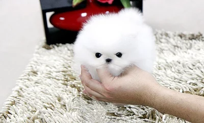 uvědomělý šálek pomeranian, Štěňata na prodej