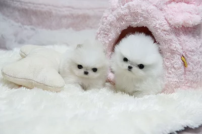 Mikro šálek pomeranian, Štěňata na prodej