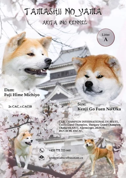 Akita Inu s PP