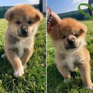 Akita Inu s PP