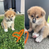 Akita Inu s PP