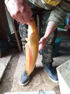 Prodám sumce