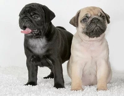 Mops štěňata bez PP