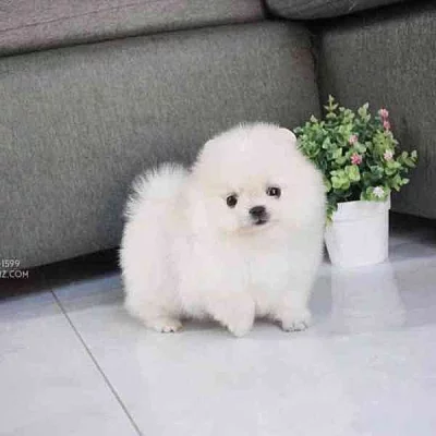 Mini pomeranian bez PP