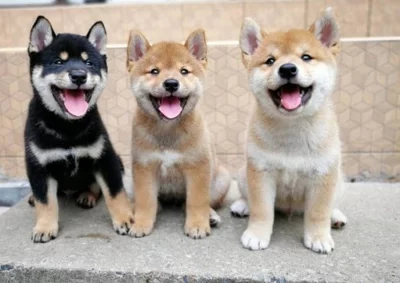 Shiba inu štěňata bez PP