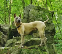 THAJSKÝ RIDGEBACK – ŠTĚŇATA na prodej