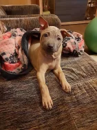 THAJSKÝ RIDGEBACK – ŠTĚŇATA na prodej
