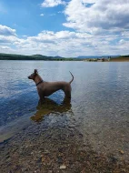 THAJSKÝ RIDGEBACK – ŠTĚŇATA na prodej