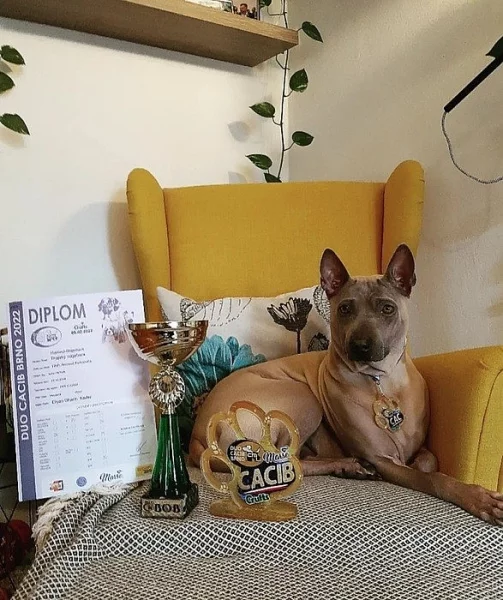 THAJSKÝ RIDGEBACK – ŠTĚŇATA na prodej