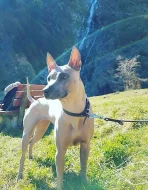 THAJSKÝ RIDGEBACK – ŠTĚŇATA na prodej