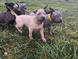 THAJSKÝ RIDGEBACK – ŠTĚŇATA na prodej