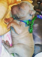 THAJSKÝ RIDGEBACK – ŠTĚŇATA na prodej