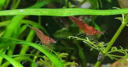 Prodám krevetky Neocaridina Red cherry