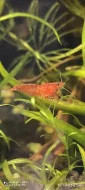 Prodám krevetky Neocaridina Red cherry