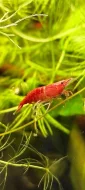 Prodám krevetky Neocaridina Red cherry