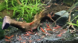 Prodám krevetky Neocaridina Red cherry