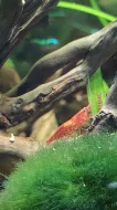 Prodám krevetky Neocaridina Red cherry