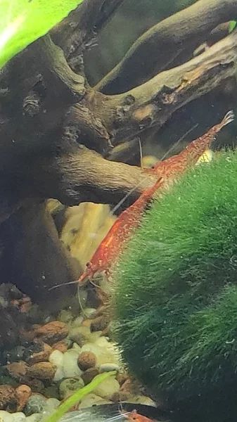 Prodám krevetky Neocaridina Red cherry