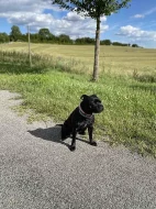 Stafordšírský bulterier 3letá fena s PP