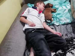 Prodej štěňat dlouhosrstých jezevčíků