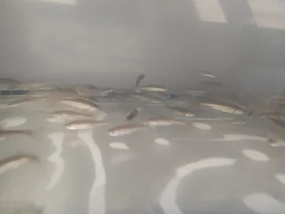 Kostlín obrovský, Atractosteus spatula , Alligator gar