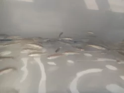 Hadohlavec červený , Channa micropeltes , Snake head