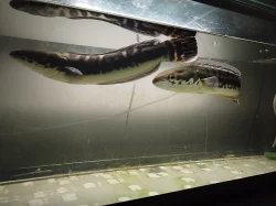 Hadohlavec červený , Channa micropeltes , Snake head