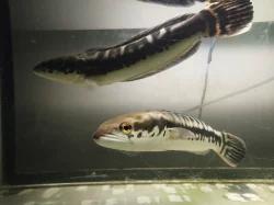 Hadohlavec červený , Channa micropeltes , Snake head