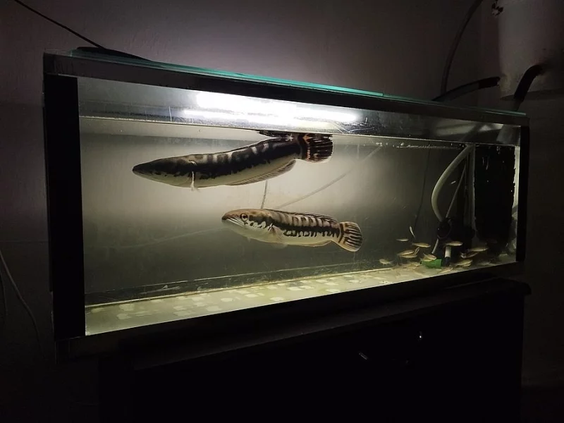 Hadohlavec červený , Channa micropeltes , Snake head