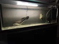 Hadohlavec červený , Channa micropeltes , Snake head