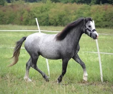 Valach welsh mountain pony