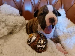 Prodej štěňat Americký stafordširský teriér