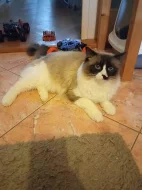 Kocour Ragdoll