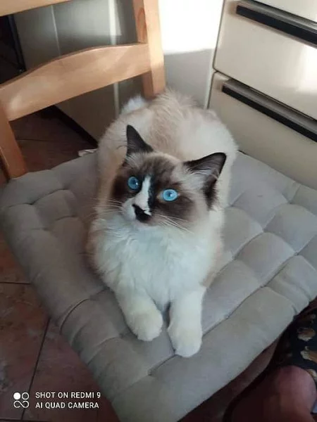 Kocour Ragdoll
