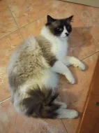 Kocour Ragdoll