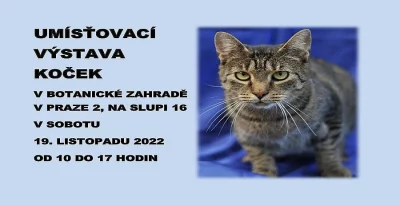 Umísťovací výstava koček