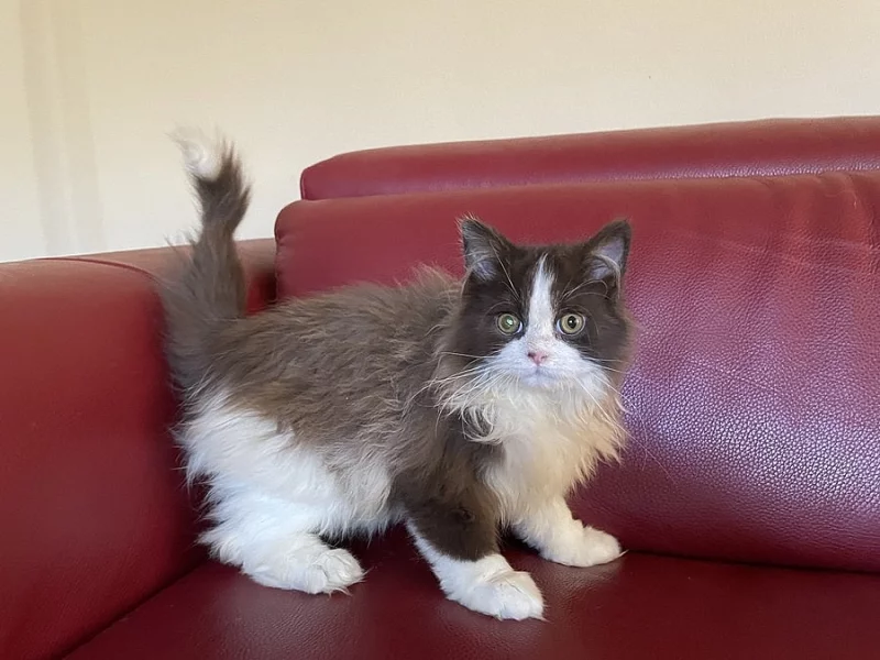 Kocourek Selkirk Rex “straight”