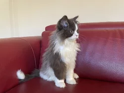 Kocourek Selkirk Rex “straight”