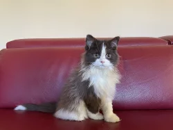 Kocourek Selkirk Rex “straight”