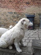Štěňata Pyrenejský horský pes
