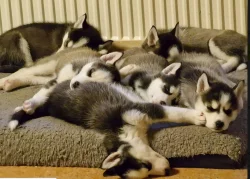 Sibiřský husky – 3 fenky a 3 pejsci s PP k odběru