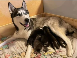Sibiřský husky – 3 fenky a 3 pejsci s PP k odběru