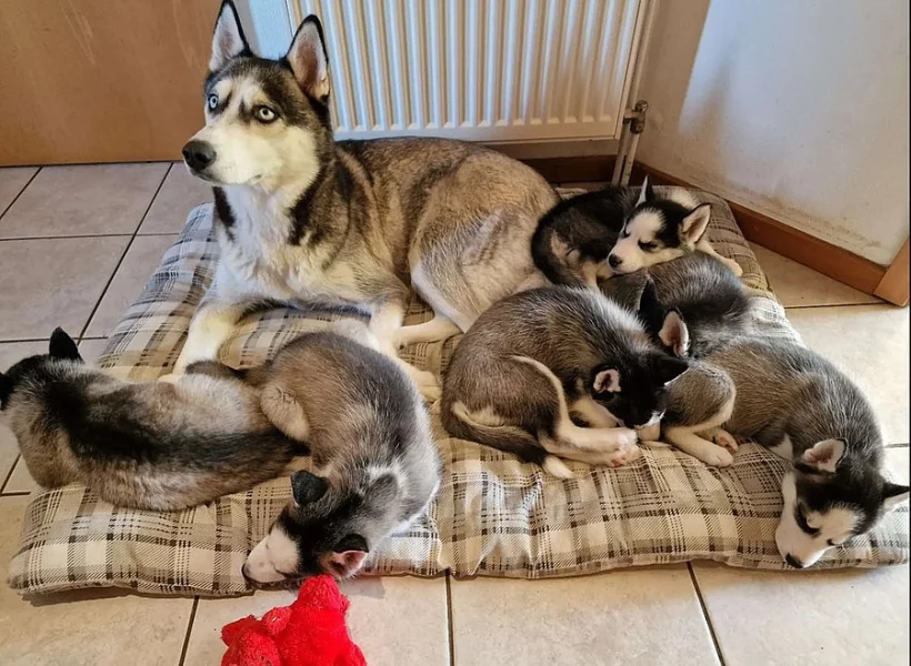 Sibiřský husky – 3 fenky a 3 pejsci s PP k odběru