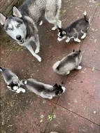 Sibiřský husky – 3 fenky a 3 pejsci s PP k odběru