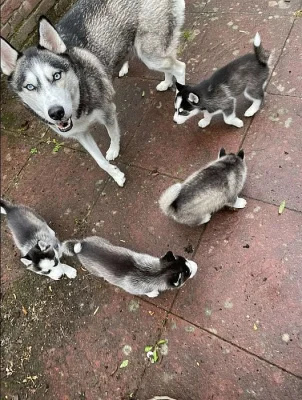 Sibiřský husky – 3 fenky a 3 pejsci s PP k odběru